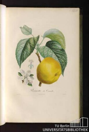 Reinette du Canada.