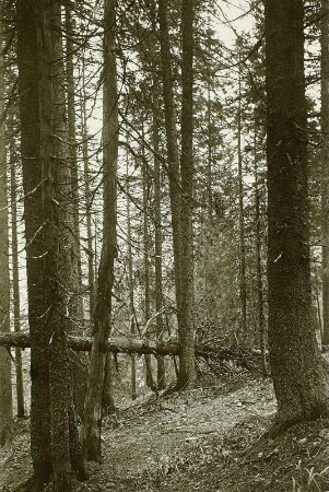 Urwald am Pop Ivan (1940 m)