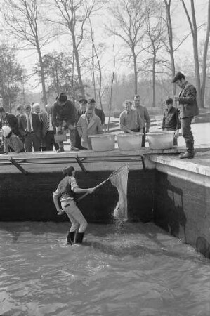 Fischsterben im Schwanensee des Stadtgartens