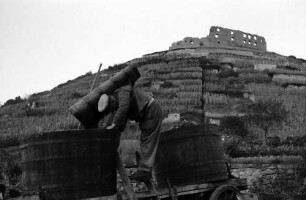 Staufen: Weinwannen am Schlossberg, Hintergrund Ruine