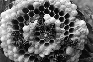 Schädlingsbekämpfung: Beseitigung von Wespennest: Straße Hinterm Vogelherd: Detailaufnahme Nest: Waben, tote Wespen: 9. Juli 1992