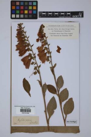 Digitalis purpurea L.