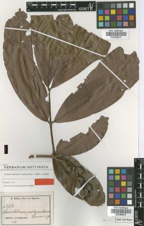 Macrolobium pachyanthum Harms [isotype]