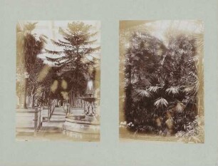 links: Bäume im Treibhaus des Botanischen Gartens in Karlsruhe rechts: Pflanzen im Treibhaus des Botanischen Gartens in Karlsruhe