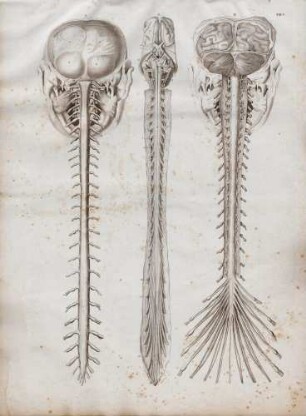 Anatomie des Gehirns und des Rückenmarkes