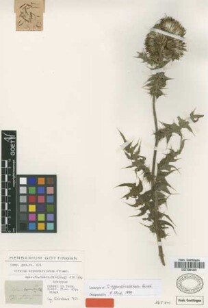 Cirsium appendiculatum Griseb. [syntype]