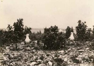 Sturmmöwen (Larus canus), zum Abflug bereit, auf Langenwerder