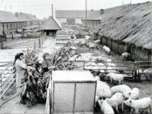 Schweinefütterung mit Mais im Schweinedorf der LPG "Friedrich Engels" Schafstädt