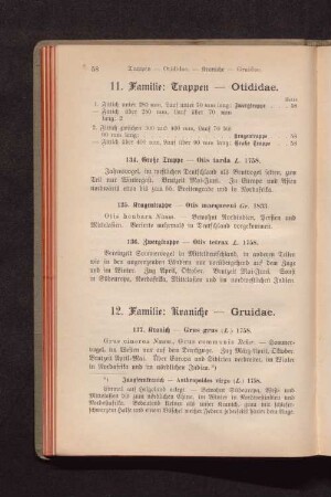 11. Familie: Trappen - Otididae.