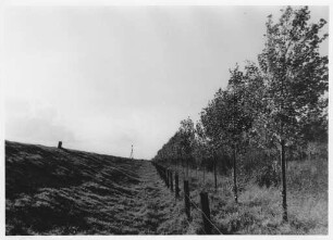 Pappelanpflanzungen Larrelt-Wybelsumer Polder