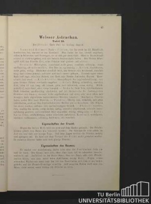 Weißer Astrachan. Tafel 39.