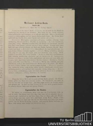Weißer Astrachan. Tafel 39.