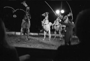 Gastspiel des Zirkus Hagenbeck auf dem Messplatz