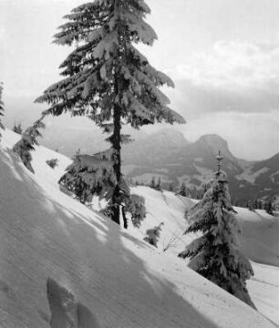 Winterbilder. Nadelbäume im Schnee. Blick auf eine Bergkette
