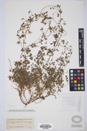 Fumaria capreolata L.