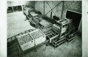 Fotografie: Gartenbautechnik-Freiland, Waschen, Nacherntetechnik
