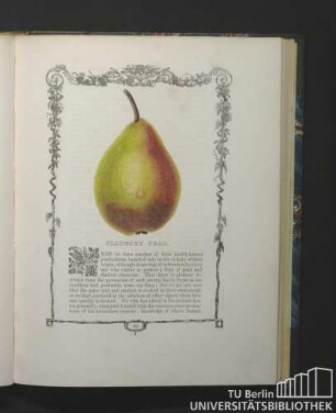 Fladbury Pear.