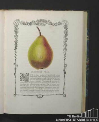 Fladbury Pear.