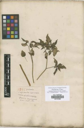 Solanum