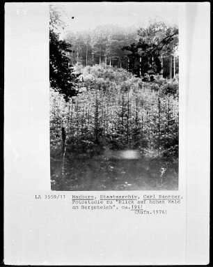 Fotostudie zu "Blick auf den hohen Wald am Bergteich"