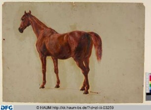 Stehendes Pferd von der Seite