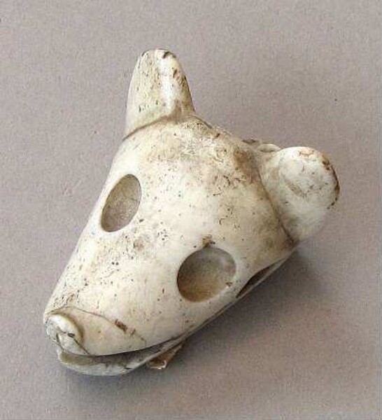 Animal head from a snail shell spiral