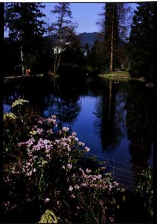Badenweiler: Teich im Park mit blühendem Busch