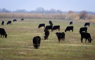 Frankreich. Provence. Bouches du Rhone. Le Sambuc. Camargue. Schwarze Stiere auf der Winterweide
