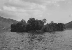 Baumbestand Lorcher Werth/Rhein