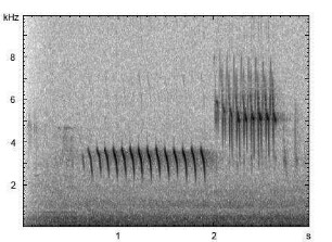 Grünfink | Chloris chloris - Gesang