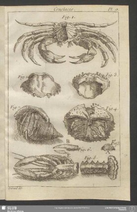 Pl. 13. Crustacés