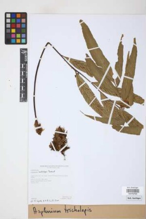 Asplenium tricholepis Rosenst.