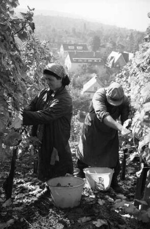Weinlese in den Weinbergen der Staatlichen Rebveredelungsanstalt Durlach am Turmberg.