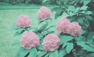 Schloss Eckberg, Park : Rhododendron, Schloss Eckberg, Park