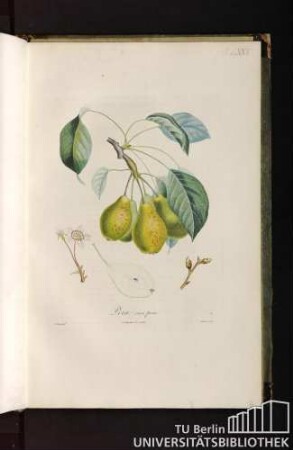 Pl. LXXX. Poire sans peau.