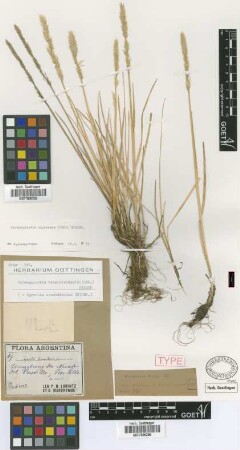 Agrostis bromidioides Griseb. [type]