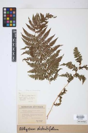 Athyrium distentifolium Tausch ex Opiz