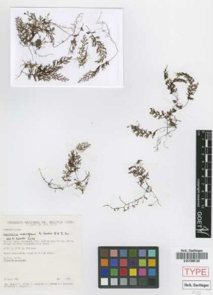 Hymenophyllum assurgens M.Kessler & A.R.Sm. [isotype]