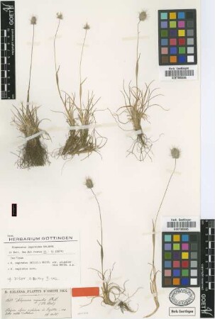 Alopecurus vaginatus (Willd.) Boiss.