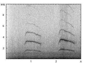 Sperber | Accipiter nisus - Ruf