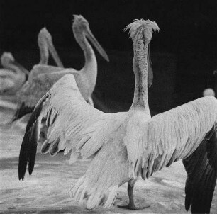 Zootiere. Pelikane im Leipziger Zoo