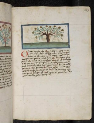 Baum: Oleum (Olea europeae / Oleaceae) / Ölbaum, Olivenbaum