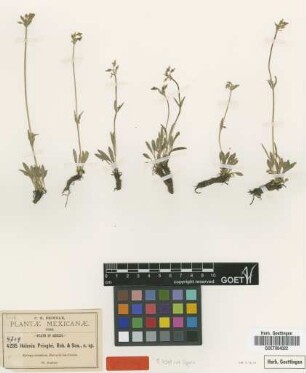 Halenia pringlei B.L.Rob. & Seaton [type]