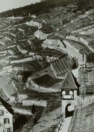 Eßlingen am Neckar: Neckarhalde mit altem Stadt-Törle und Weinbergsterrassen.