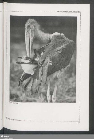 Indischer Marabu