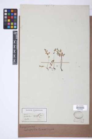 Anogramma leptophylla (L.) Link