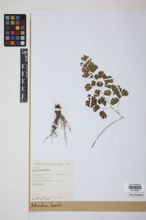 Adiantum lorentzii Hieron.