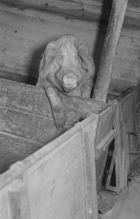 Reportage vom Volksgut Struppen : Schwein in einem Stall