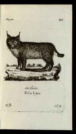 No 9. der Luchs. Felis Lynx.