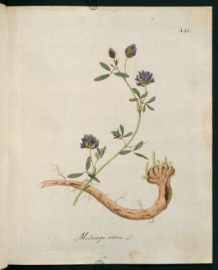 Medicago sativa L.